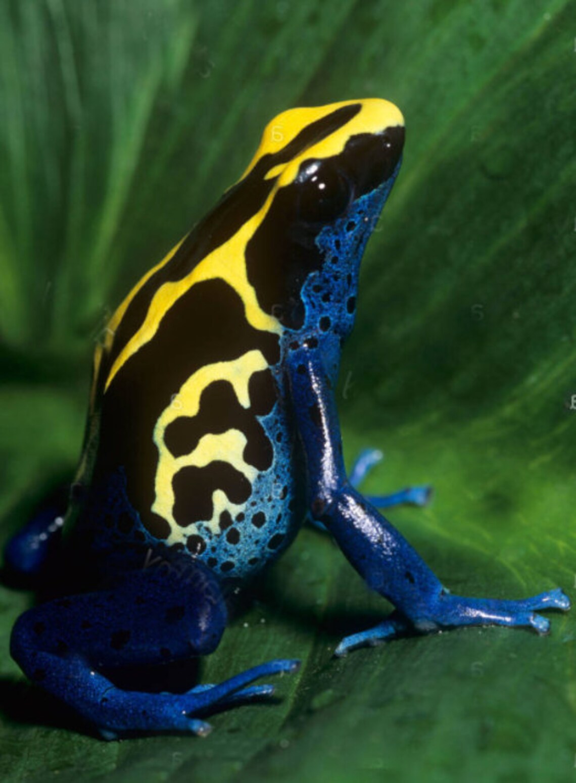 Arrow Frog 25